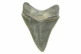 Serrated, Colorful, Fossil Megalodon Tooth - Georgia #338786-1
